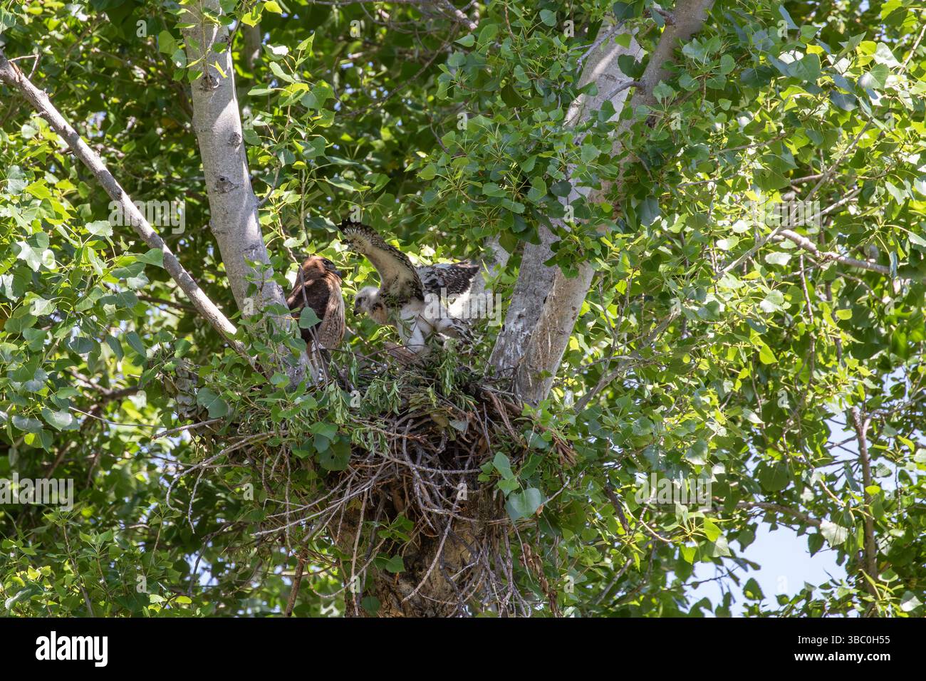 Il giovane Falco rosso allunga le ali nel nido con un falco adulto che guarda dal bordo del nido. Primavera 2015 nella California meridionale Foto Stock