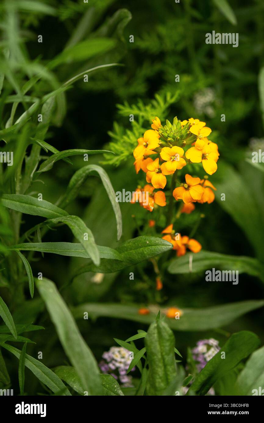 Erysimum cheiri, Cheiranthus cheiri floreale, wallflower, cresce nel sud della California USA Foto Stock
