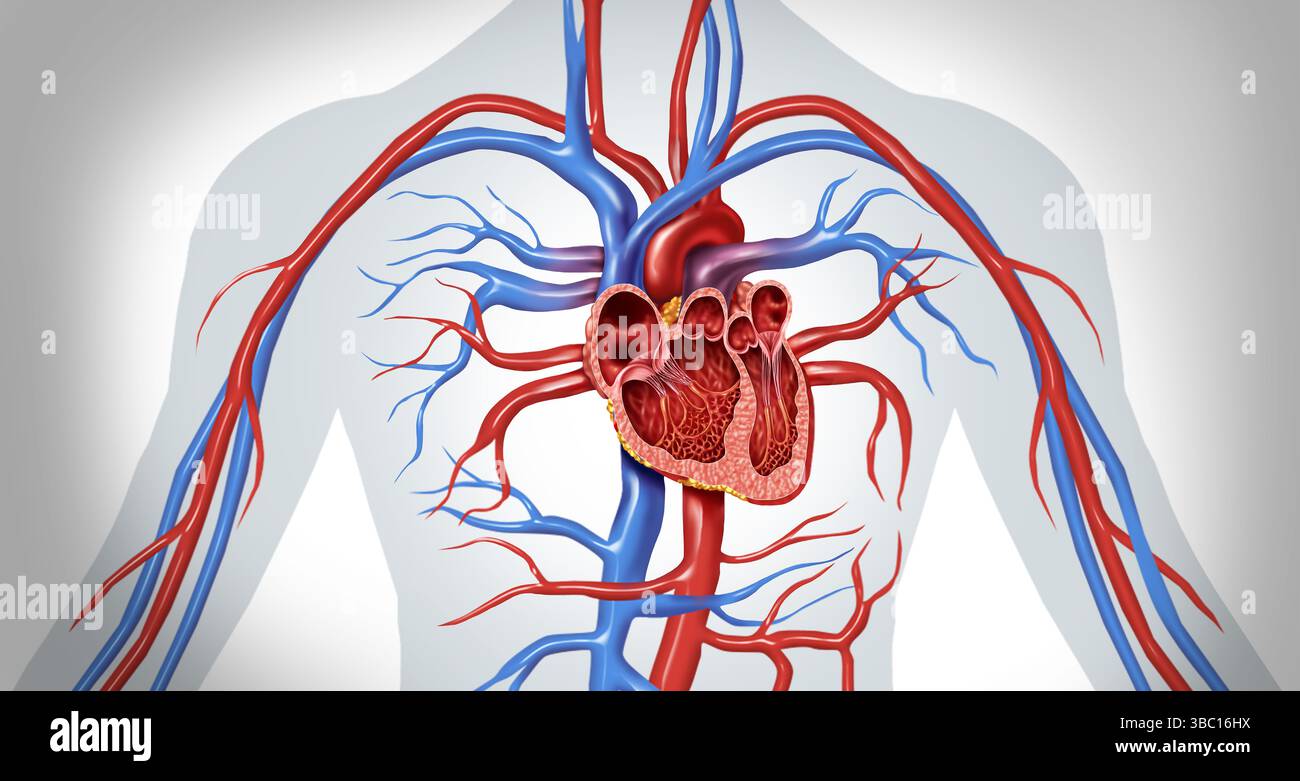 Cuore umano sezione trasversale anatomia primo piano diagramma concetto da un corpo sano come un concetto di illustrazione medica come un simbolo di assistenza sanitaria di un c interiore Foto Stock