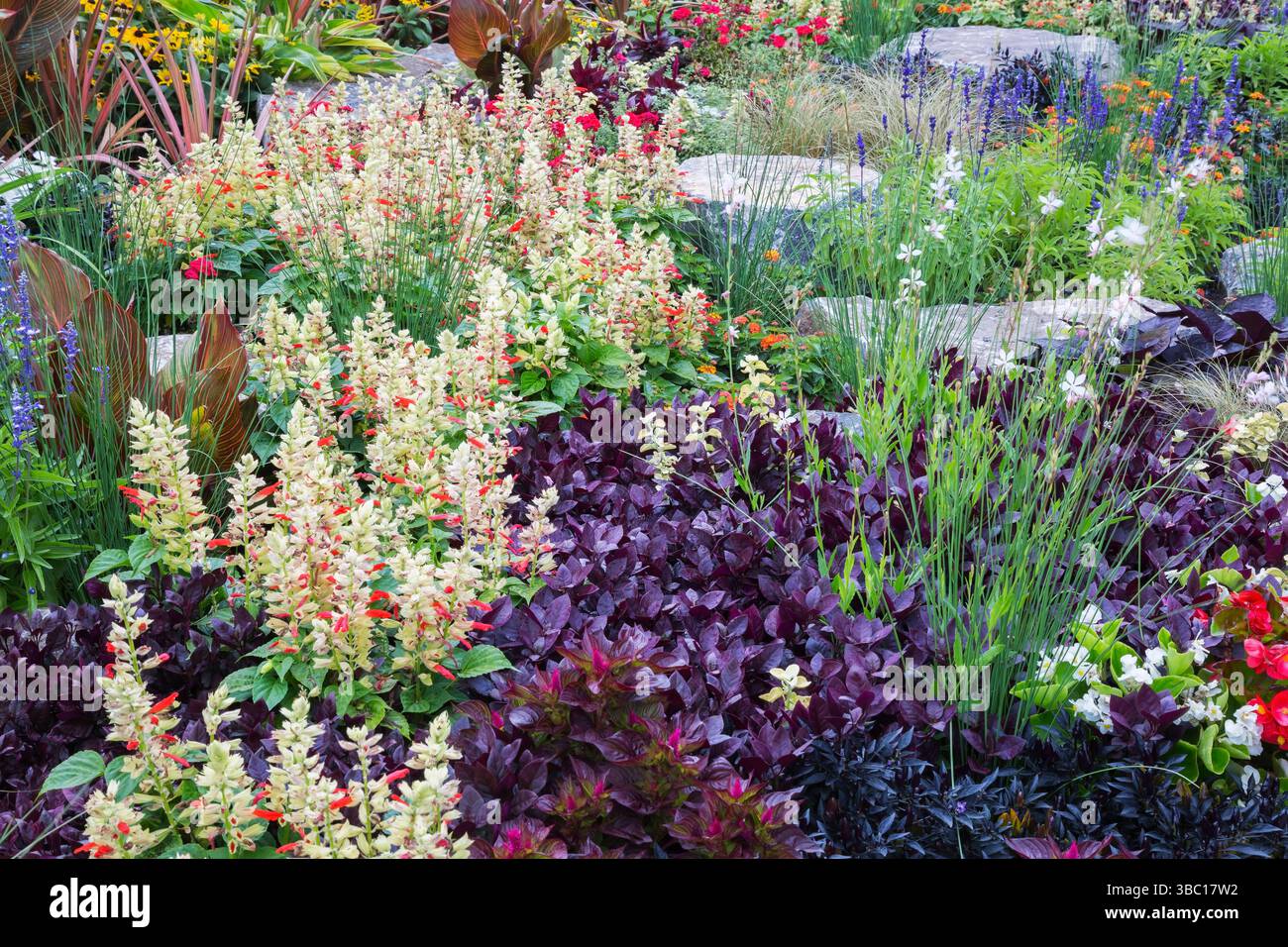 Salvia Mojave 'Red and White Bicolor' - Salvia, Alternanthera dentata 'Purple Knight' - Joseph's Coat, Ornamental Grass in Border in estate. Foto Stock