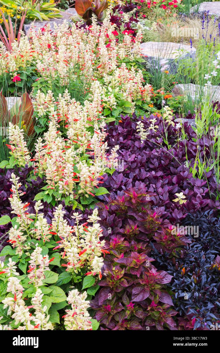 Salvia Mojave 'Red and White Bicolor' - Salvia, Alternanthera dentata 'Purple Knight' - Joseph's Coat, Ornamental Grass in Border in estate. Foto Stock