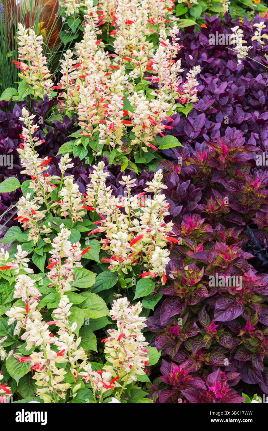 Salvia Mojave 'Red and White Bicolor' - Salvia, Alternanthera dentata 'Purple Knight' - Joseph's Coat in Border in estate. Foto Stock