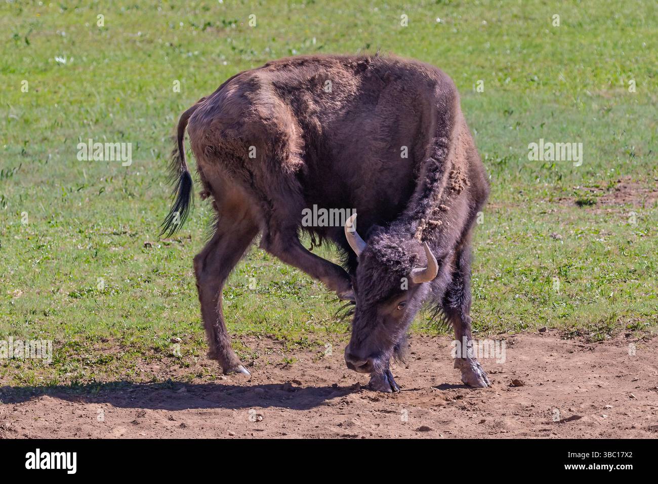 Chiusura di American Bison (bisonte bisonte) in piedi su polveroso wallow. Erba verde sullo sfondo. Sul versante nord del Grand Canyon. Foto Stock Chiusura di American Bison (bisonte bisonte) in piedi su polveroso wallow. Erba verde sullo sfondo. Sul versante nord del Grand Canyon. Foto Stock