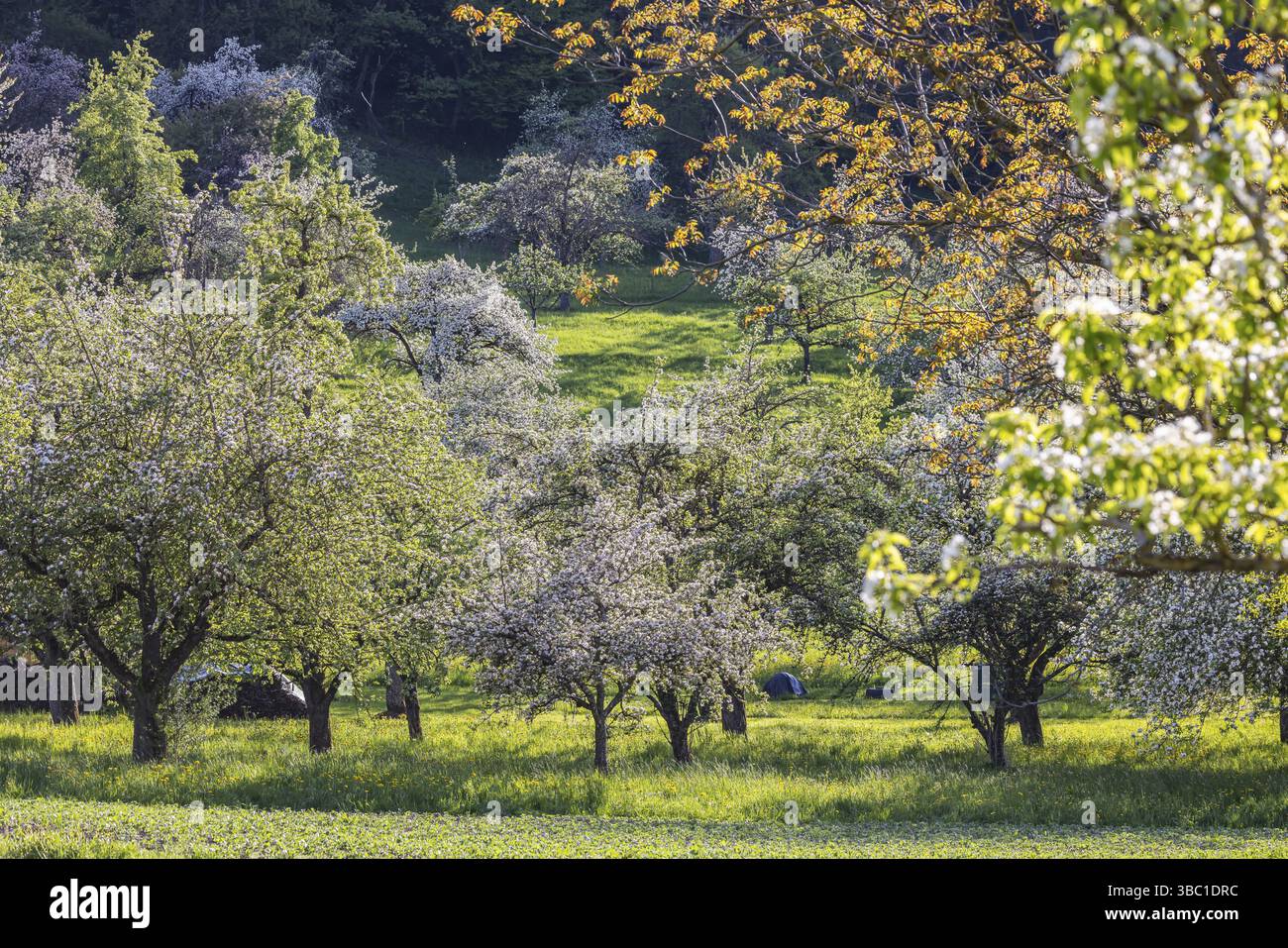 Alberi da frutto in fiore sull'Albtrauf dell'Albino Svevo. Erkenbrechtsweiler, Baden-Wuerttemberg, Germania, Europa Foto Stock