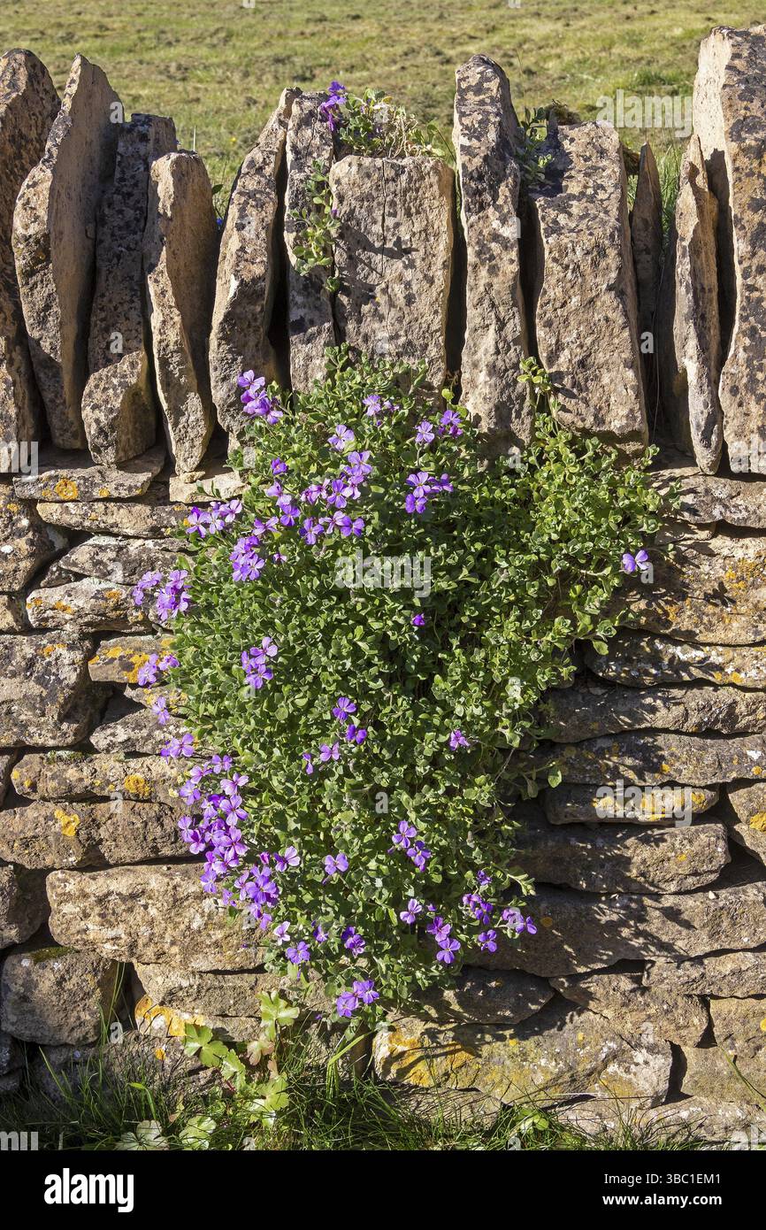 Muro di pietra, fiori, Snowshill, Cotswolds, Inghilterra, gran Bretagna Foto Stock