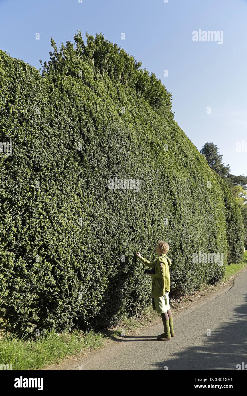 Donna che guarda una siepe enorme, Stanway, i Cotswolds, Inghilterra, Gran Bretagna Foto Stock