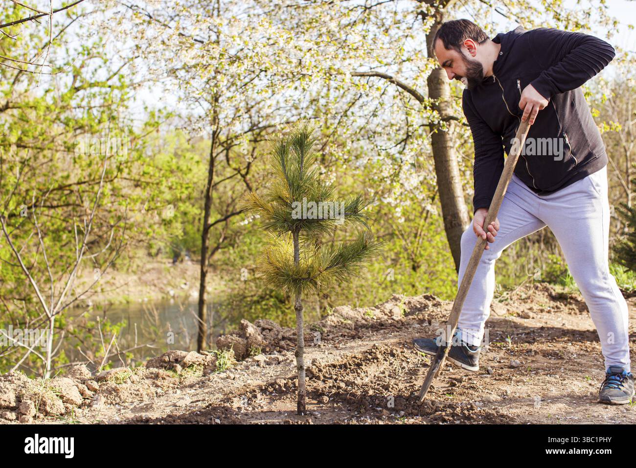 L'uomo spalava lo sporco dove piantava appena un pino. Giovane giardiniere che lavora nella soleggiata giornata primaverile. Giardino con giovani foglie fresche sullo sfondo Foto Stock