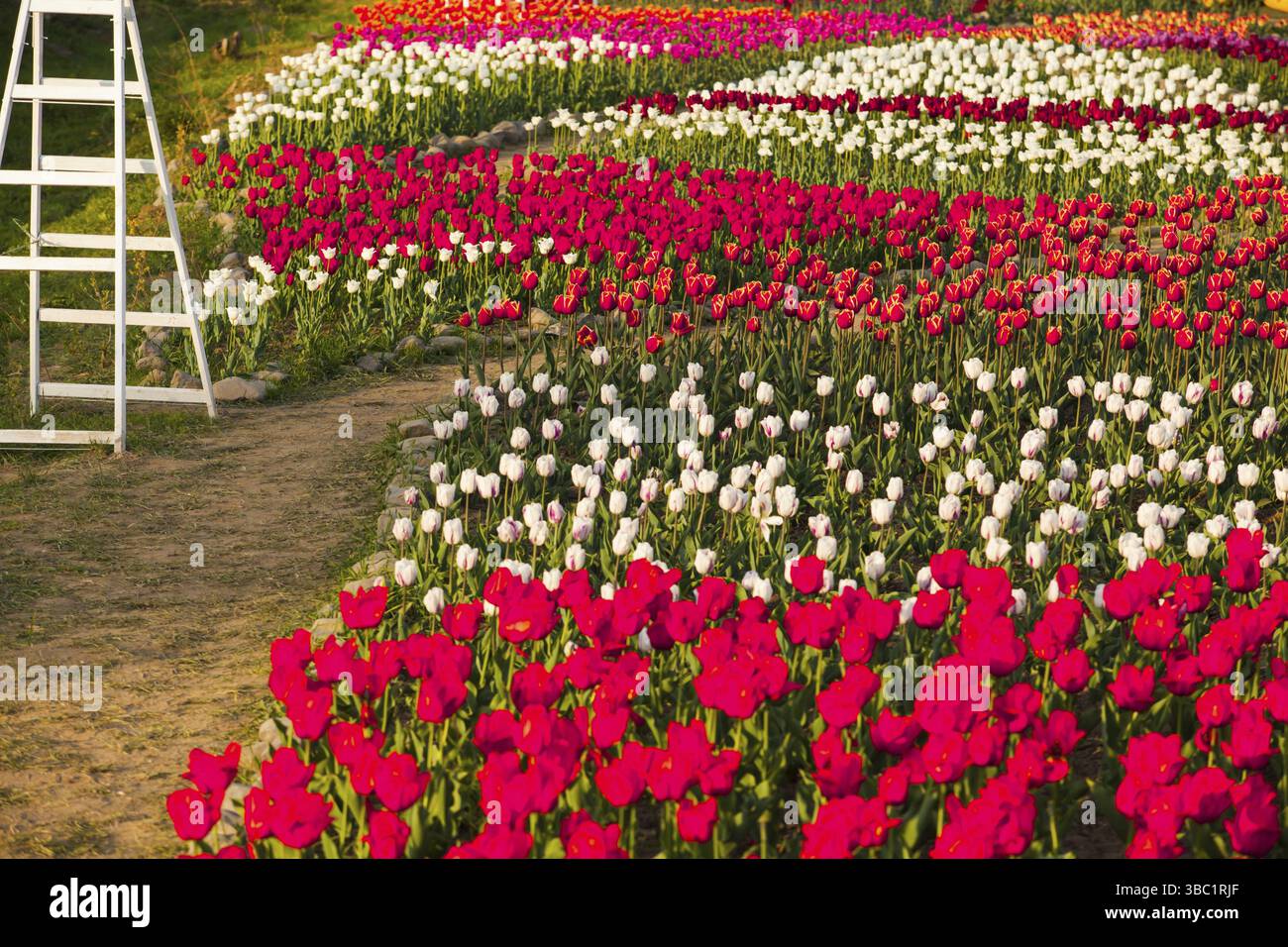Paesaggio dei Paesi Bassi bouquet di tulipson sul campo villaggio di campagna Foto Stock