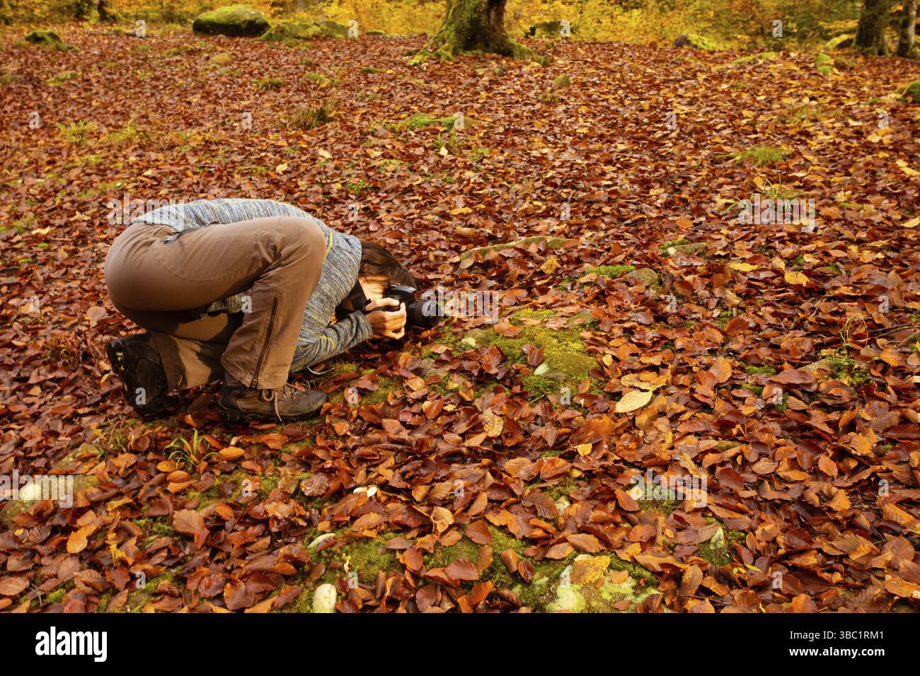 Donna che fa trekking nella foresta e scatta foto con la fotocamera dlsr in autunno. Fotografia naturalistica Foto Stock