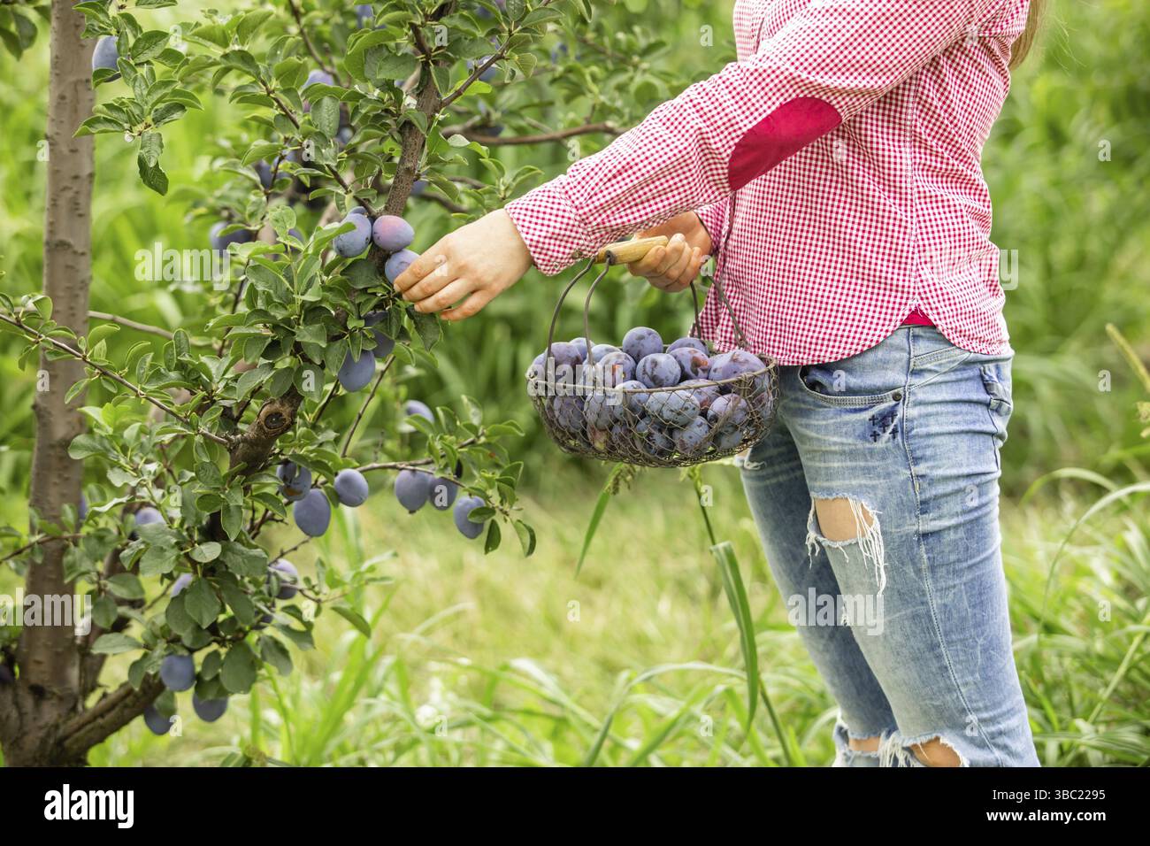 Bella giovane donna che tiene un cesto di prugne mature. Donna sorridente che mostra la prima raccolta estiva di frutta biologica. Concetto di agricoltura locale Foto Stock