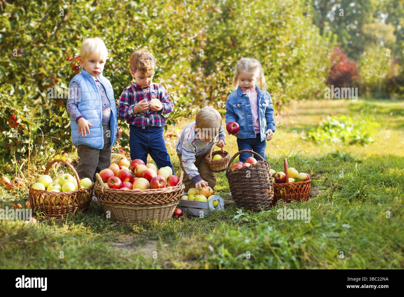 I bambini con le mele nelle loro mani in piedi vicino le ceste piene di mele mature in autunno frutteto. Piccola fattoria con organici meli mentre l'autunno Foto Stock