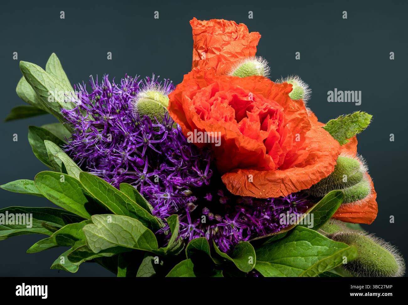 Un primo piano colorato di una composizione floreale con fiori di Allium viola, tulipani arancioni e Cardo piccante su sfondo scuro Foto Stock