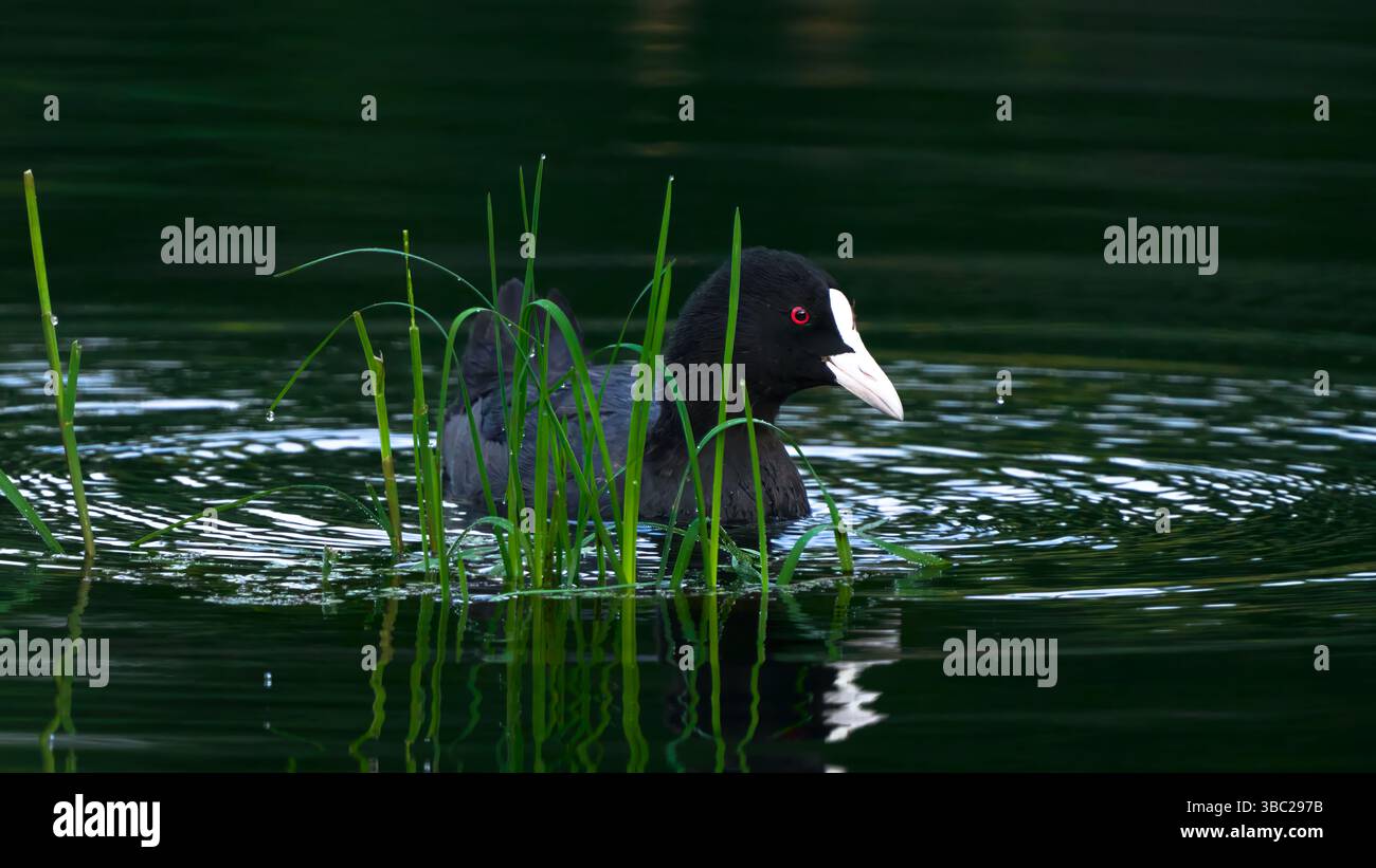 coot eurasiatico con occhi rossi brillanti Foto Stock