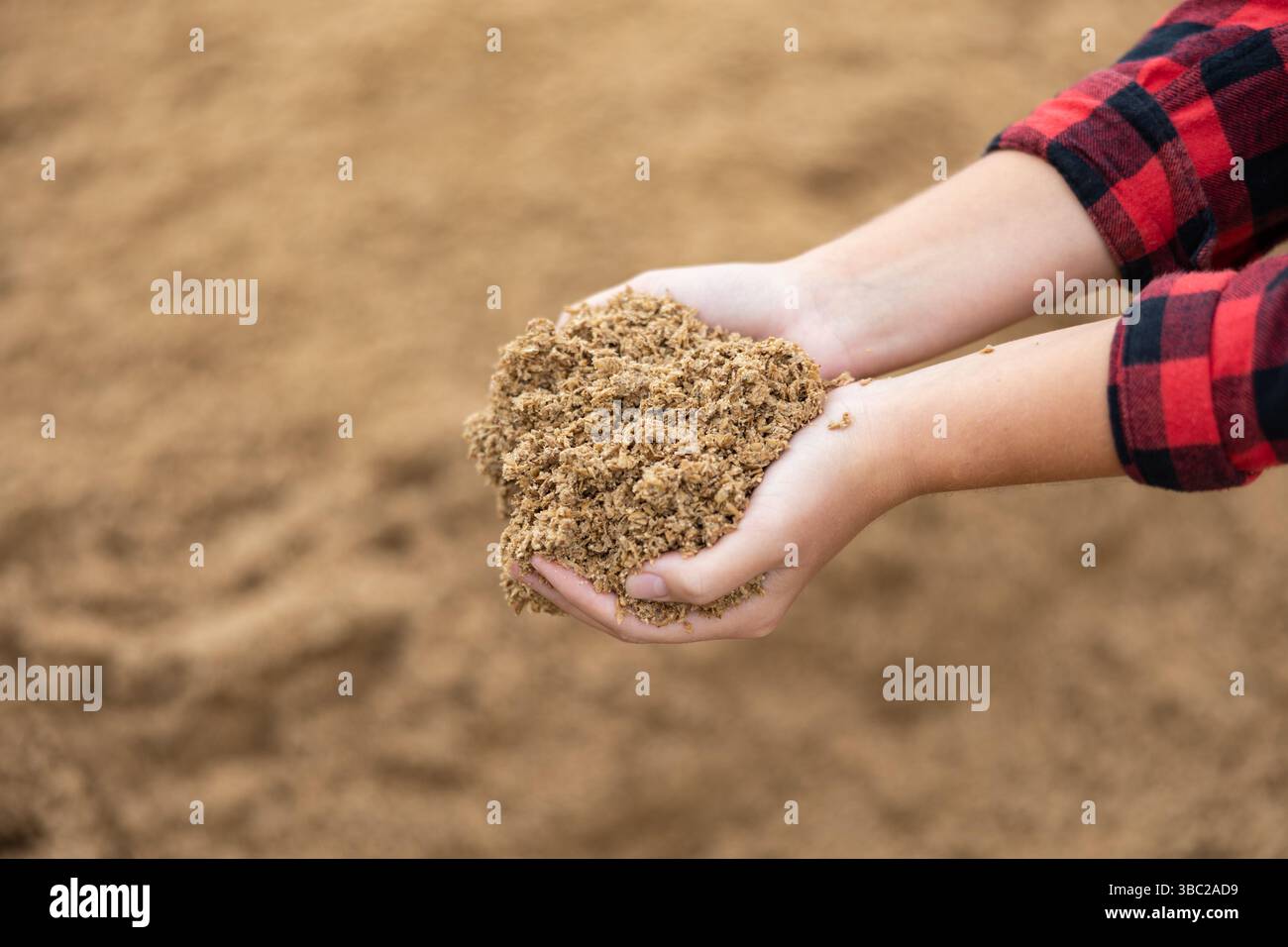 Manciata di bagasse di birra nelle mani di una femmina contadina Foto Stock