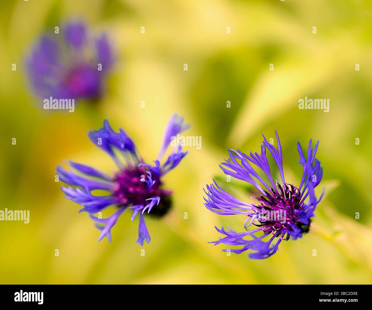 Fiordaliso di montagna Centaurea montana cresce in un giardino del Norfolk settentrionale, Regno Unito Foto Stock