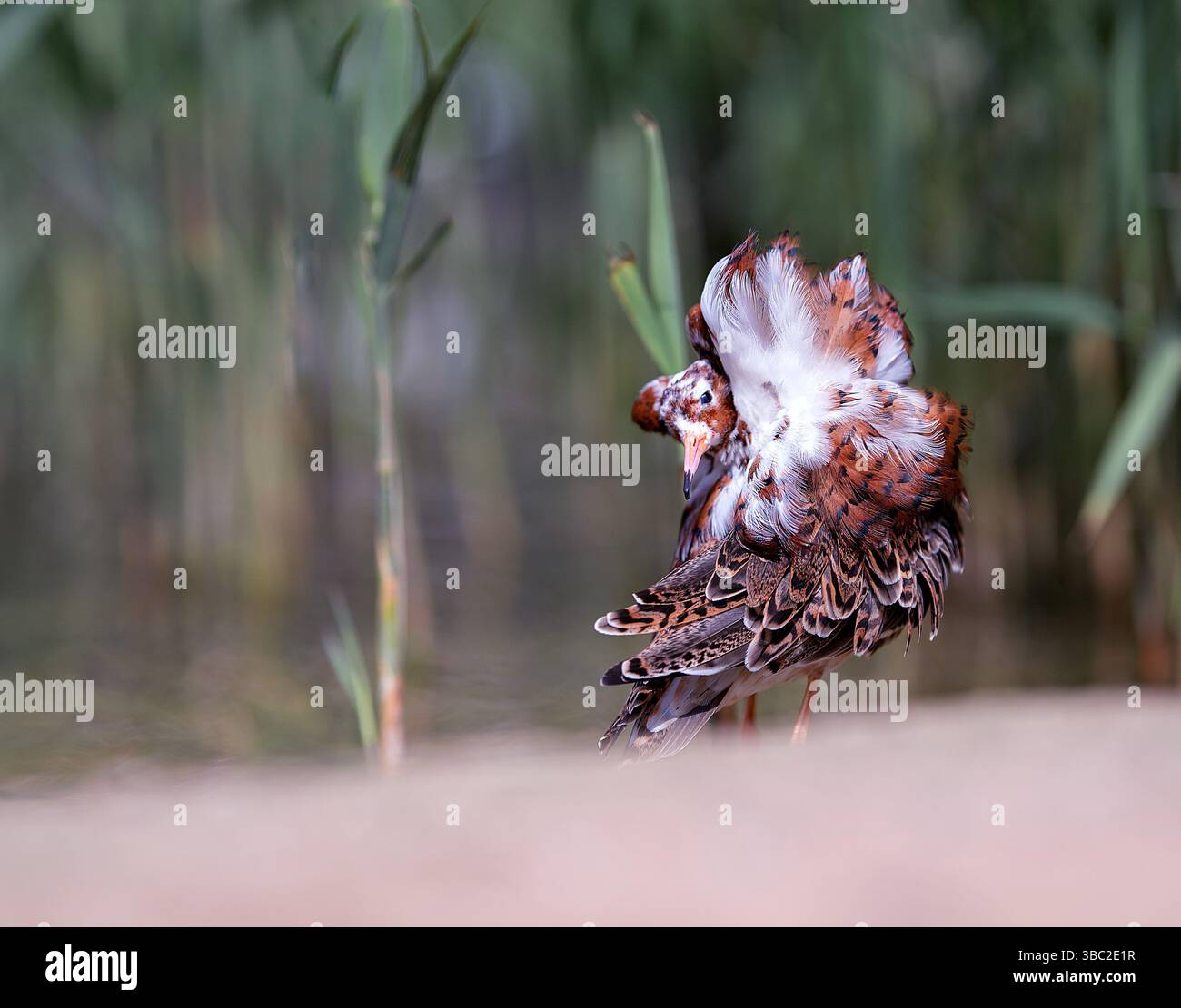 Un pugnax maschio di Ruff Philomachus che mostra il suo piumaggio colorato in una situazione prigioniera. Pensthorpe, North Norfolk, Regno Unito Foto Stock