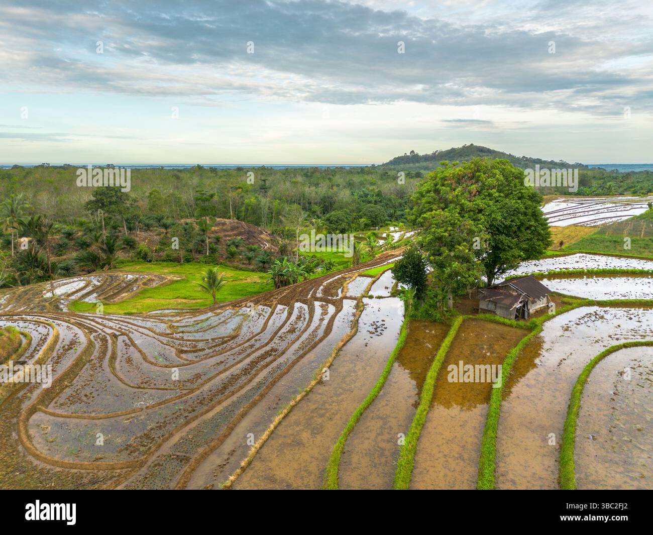 Foto aerea che mostra il contrasto tra la foresta verde naturale e i terreni agricoli danneggiati dal disboscamento illegale. Mostra danni ambientali, defores Foto Stock