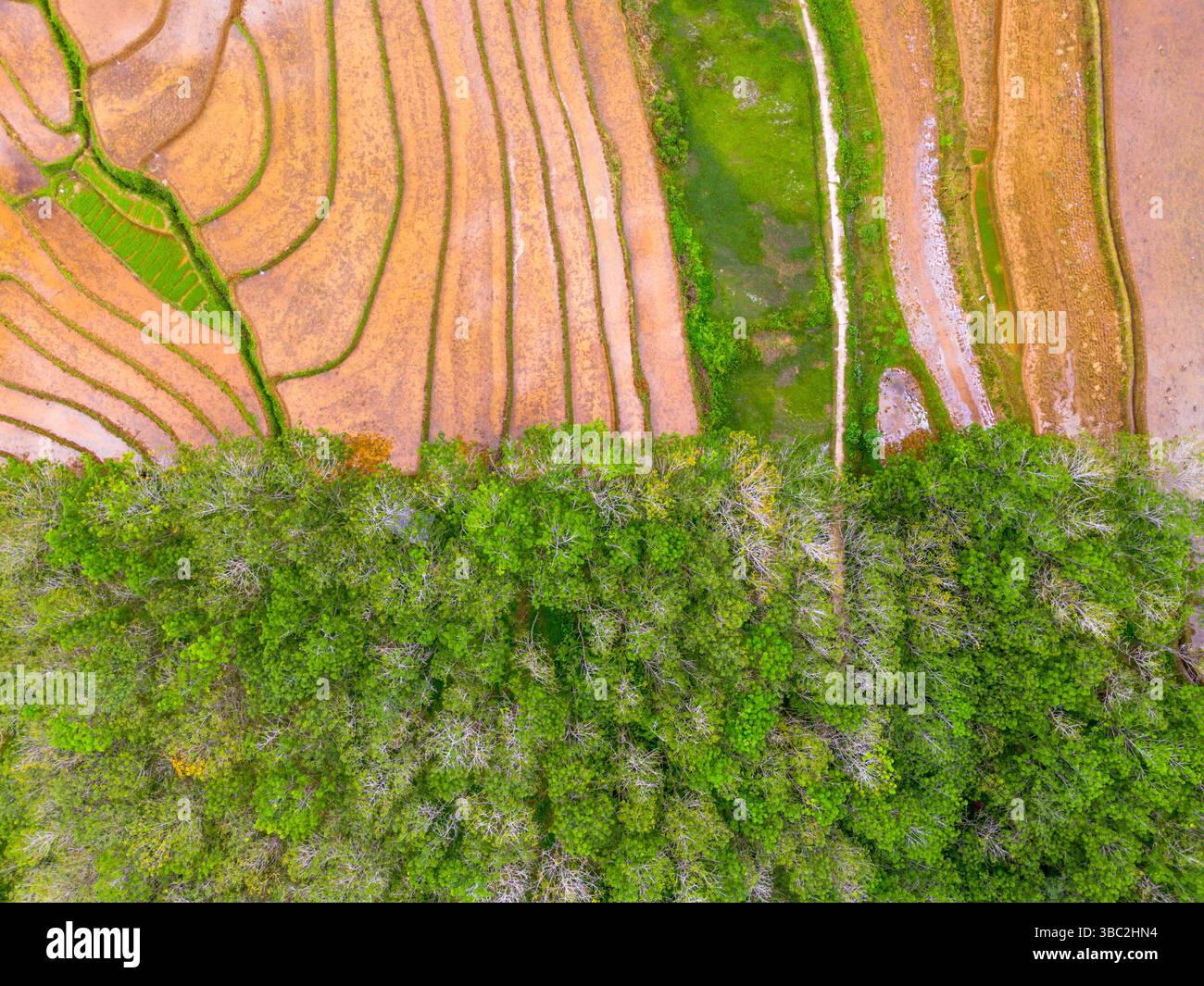 Foto aerea che mostra il contrasto tra la foresta verde naturale e i terreni agricoli danneggiati dal disboscamento illegale. Mostra danni ambientali, defores Foto Stock