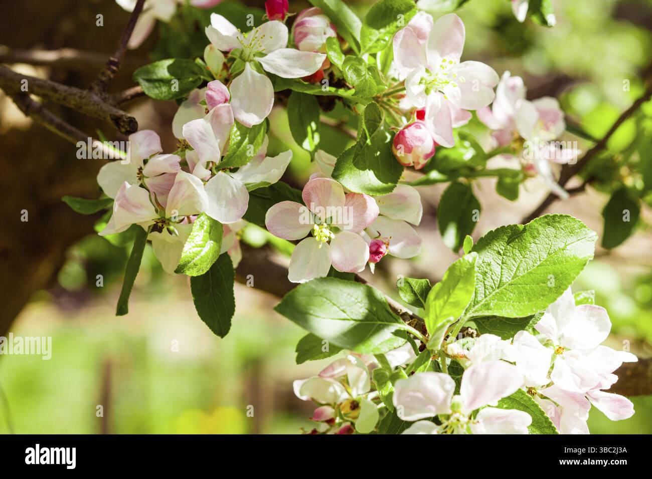 Bel ramo di mela pieno di fioritura. Vista ravvicinata dei fiori rosa-bianchi sull'albero di mela. Giornata primaverile soleggiata Foto Stock