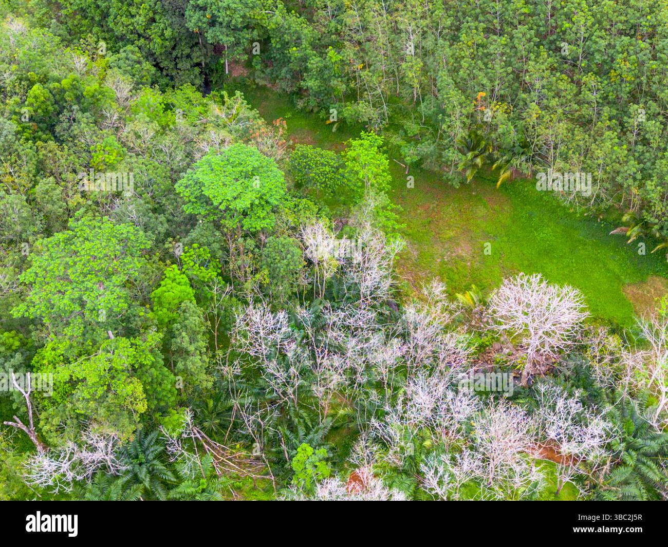 Foto aerea che mostra il contrasto tra la foresta verde naturale e i terreni agricoli danneggiati dal disboscamento illegale. Mostra danni ambientali, defores Foto Stock