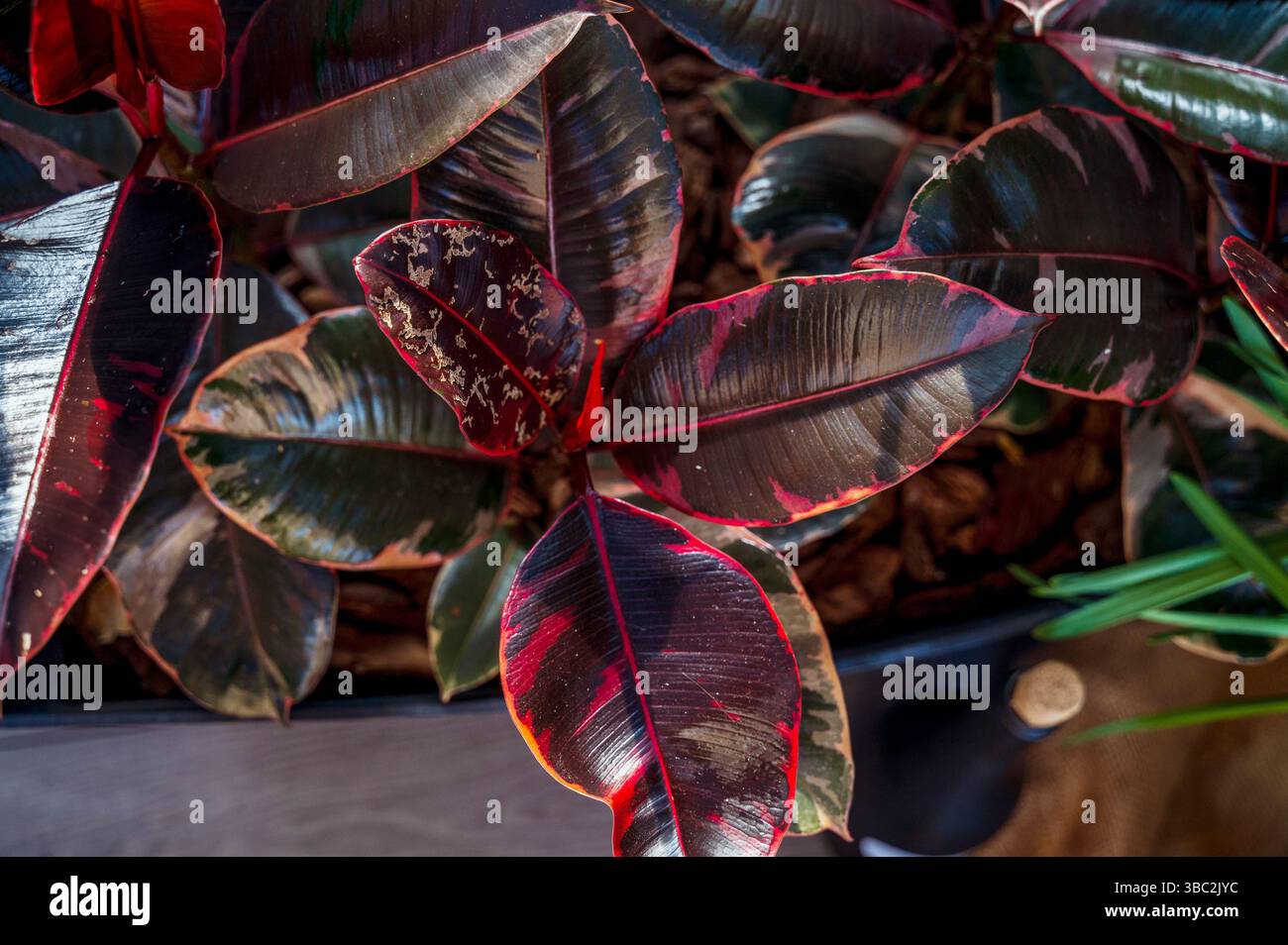 Vista dall'alto di diverse grandi piante di ficus, piante in vaso albero di gomma, Ficus elastica Foto Stock