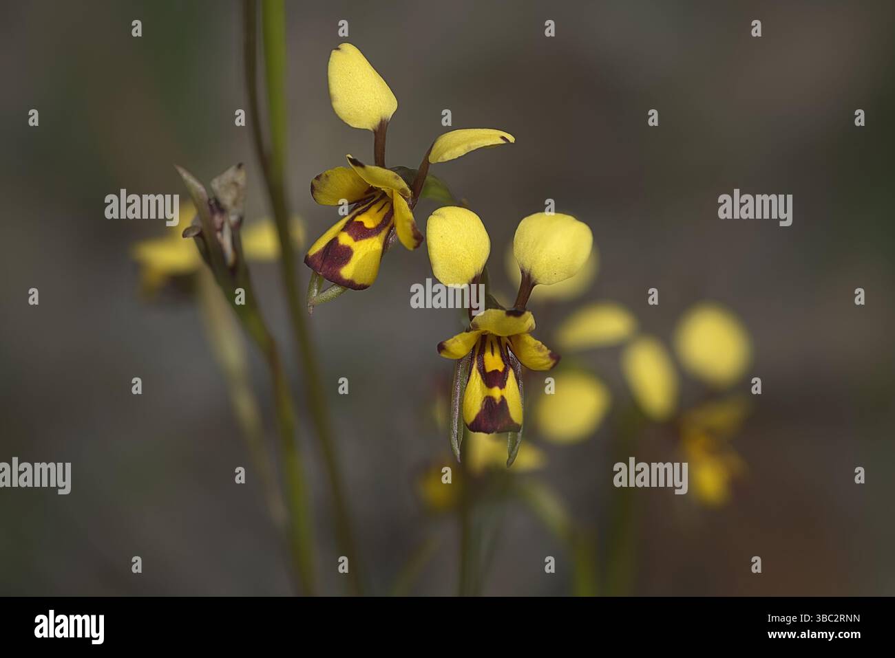 Diuris decrementa, la Common Bee Orchid, fotografata in loco nel sud-ovest dell'Australia Foto Stock