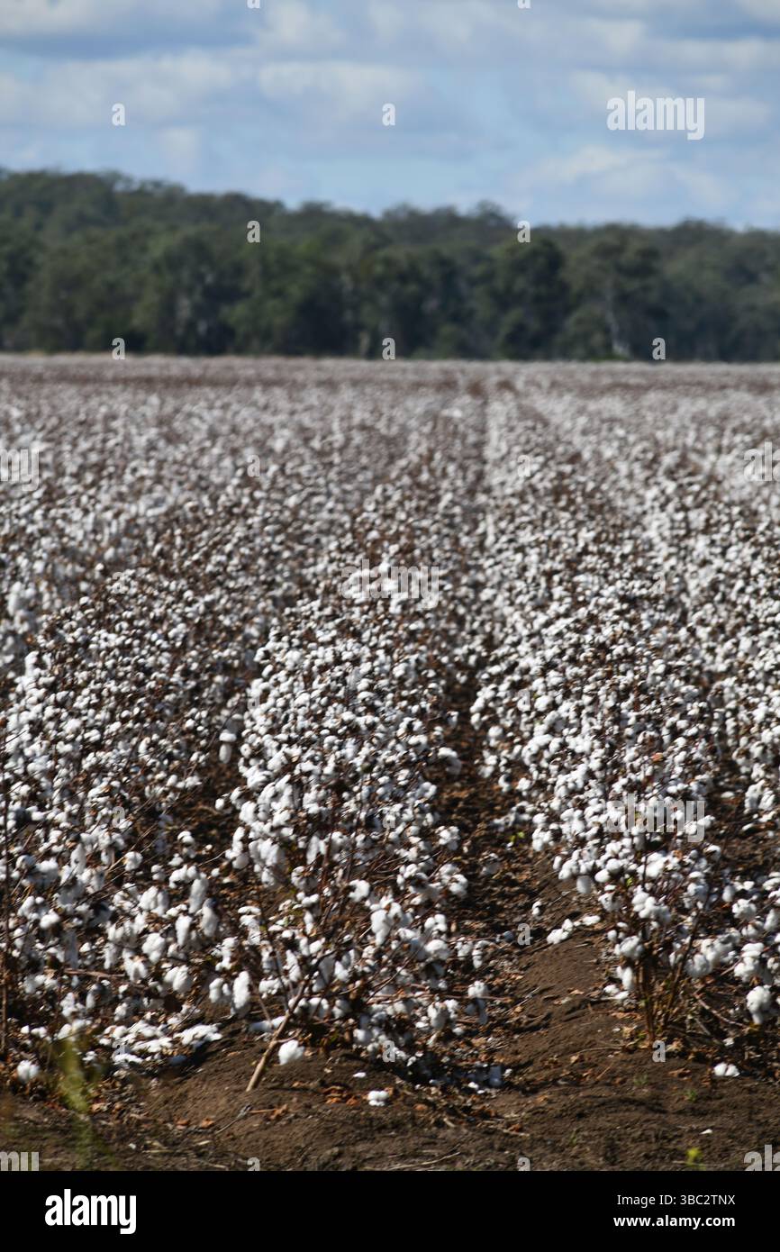 Coltura di cotone pronta per il raccolto a Byee, vicino a Murgon, nel distretto di South Burnett nel Queensland, Australia Foto Stock