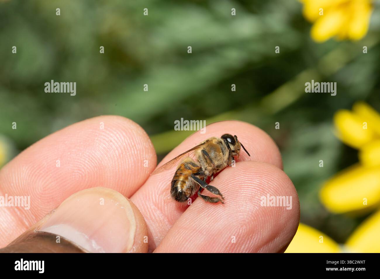 Ape miele appoggiata sulla punta delle dita dell'apicoltore con fiori gialli sfocati e fogliame verde sullo sfondo Foto Stock