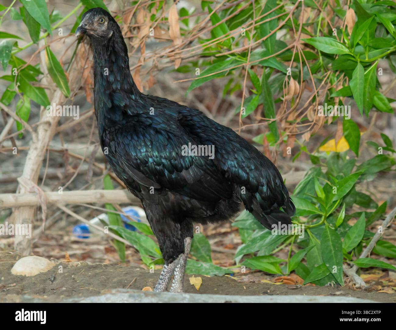 Black Desi Hen in piedi in un ambiente rurale all'aperto, tradizionale pollo all'aperto in un ambiente naturale del villaggio Foto Stock