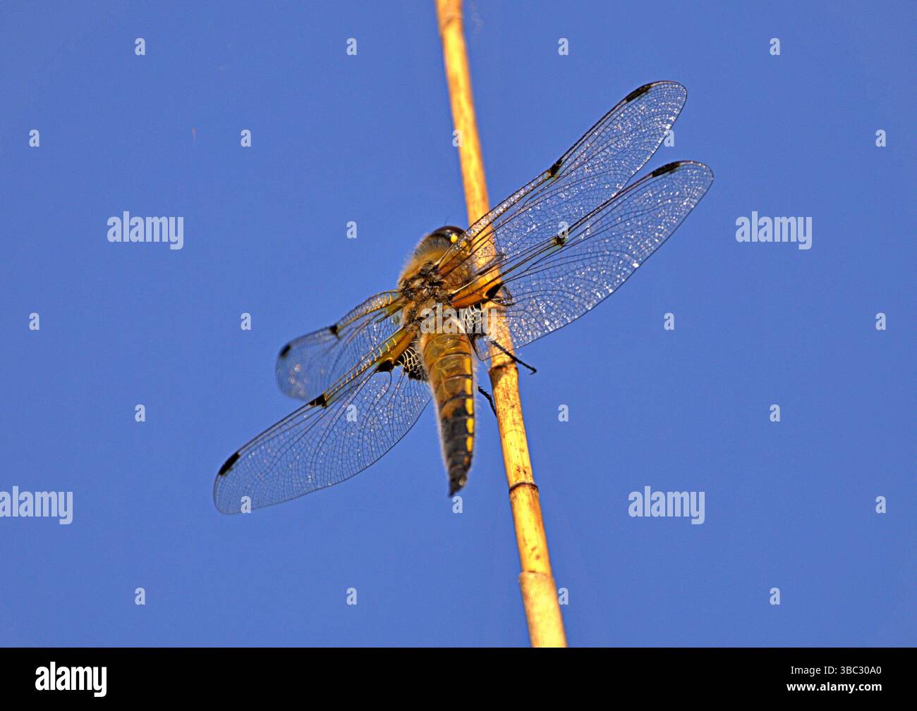 Dragonfly arroccata al sole mattutino Foto Stock