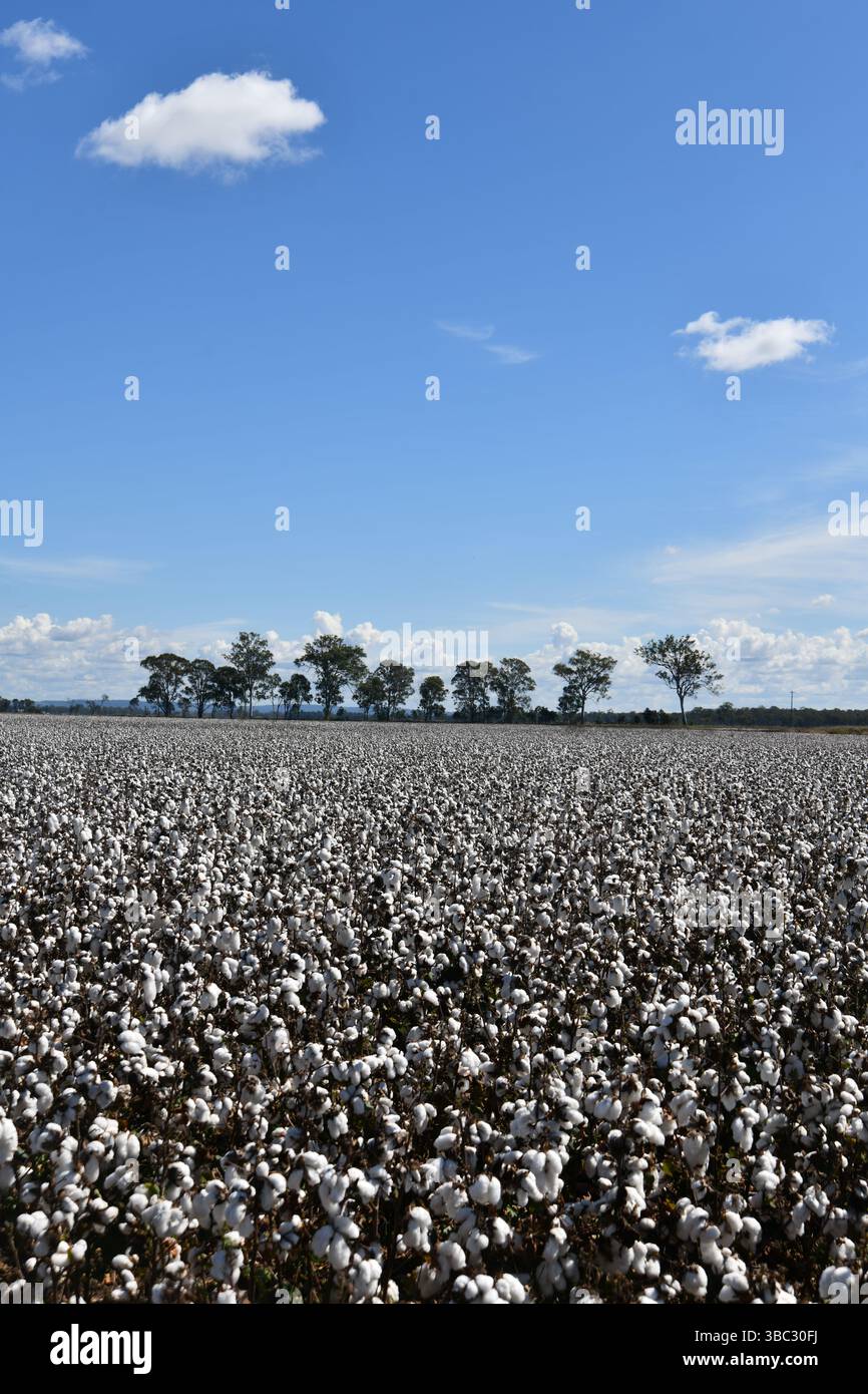 Coltura di cotone pronta per il raccolto a Byee, vicino a Murgon, nel distretto di South Burnett nel Queensland, Australia Foto Stock