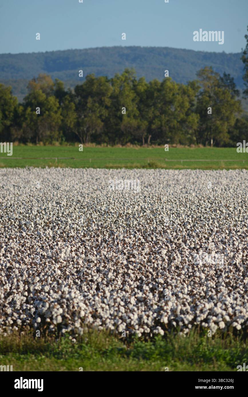 Raccolto di cotone pronto per il raccolto a Gatton nella Lockyer Valley, Queensland, Australia Foto Stock