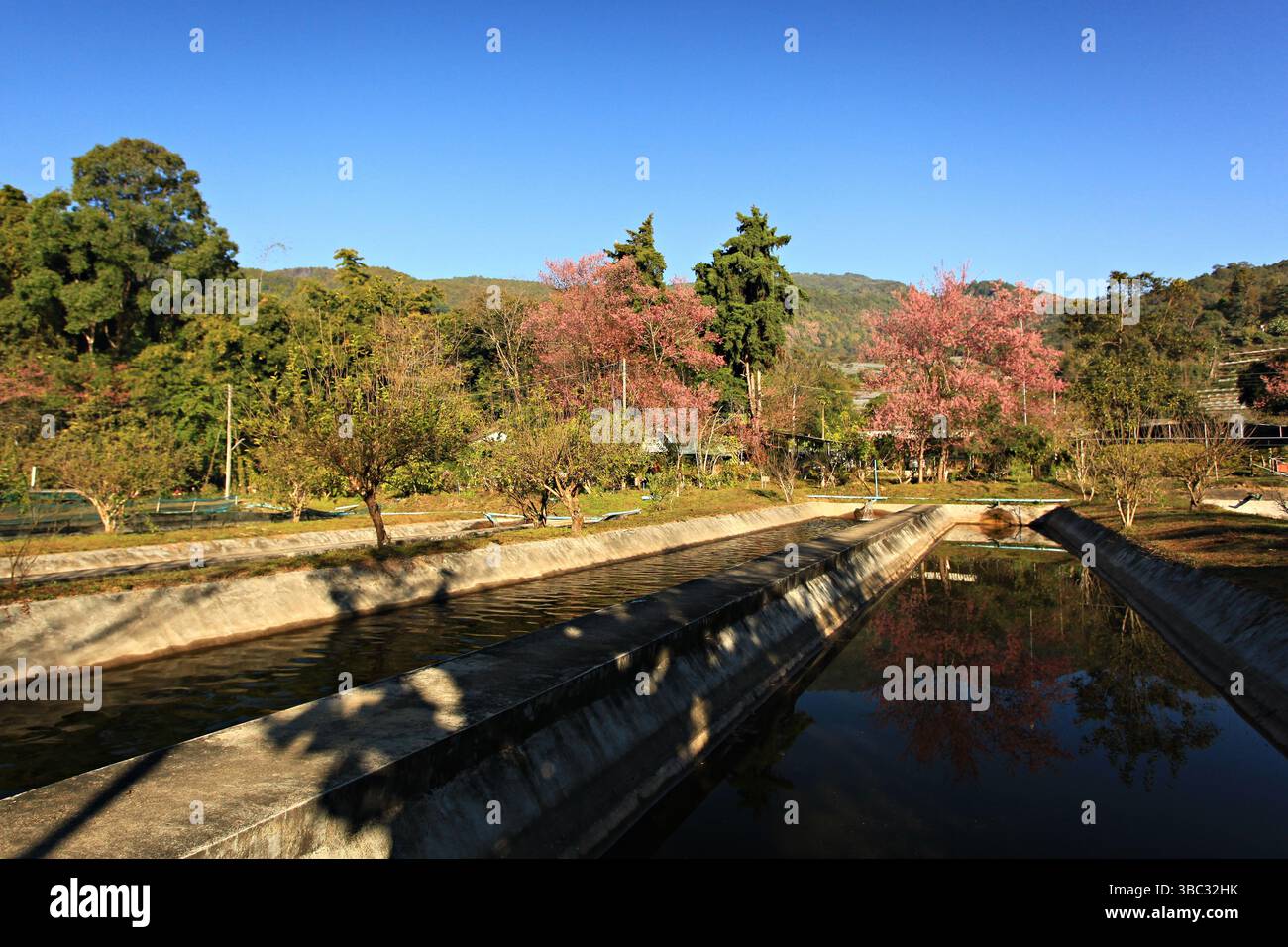 Allevamento di trote nell'Inthanon Royal Project Provincia di Chiang mai, Thailandia Foto Stock