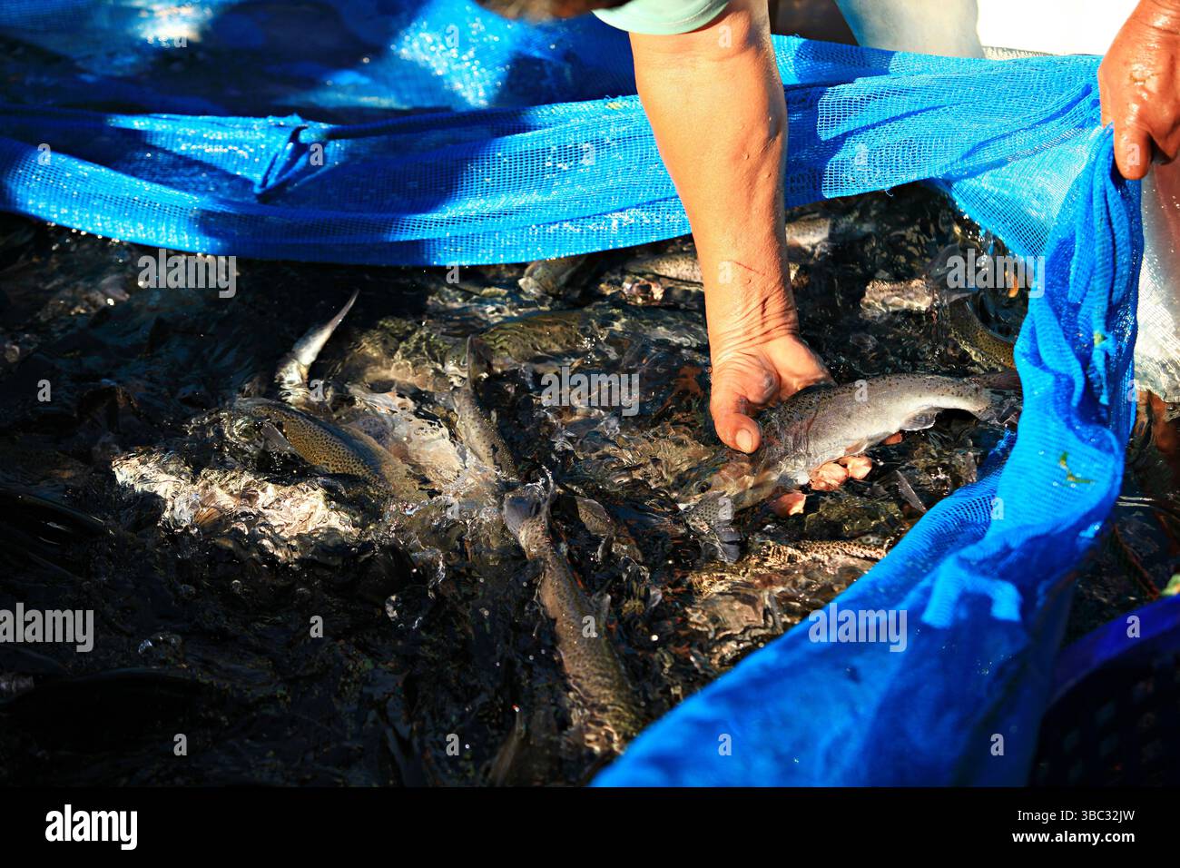 Scenario dell'allevamento di trote nell'Inthanon Royal Project Provincia di Chiang mai, Thailandia Foto Stock