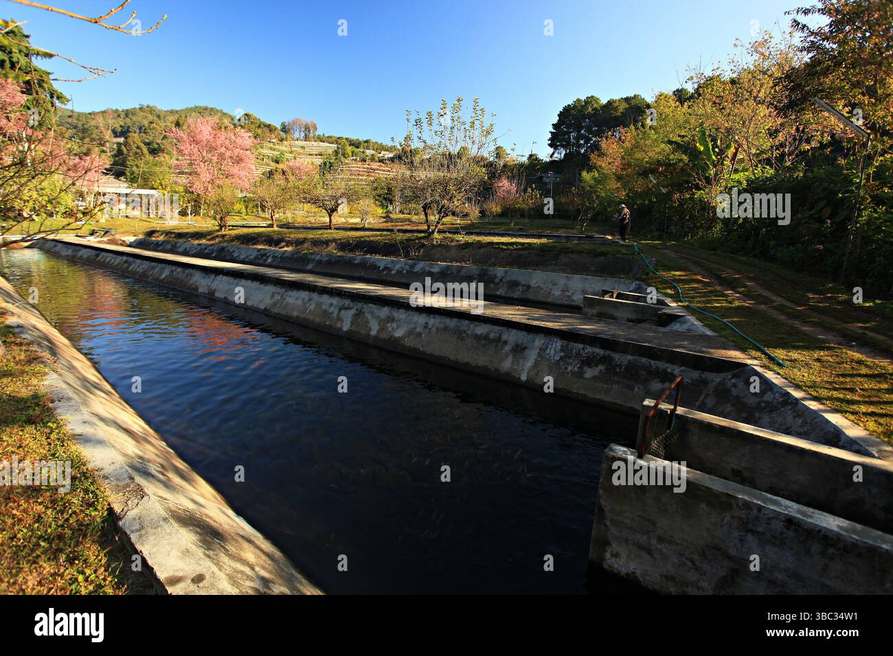 Scenario dell'allevamento di trote nell'Inthanon Royal Project Provincia di Chiang mai, Thailandia Foto Stock