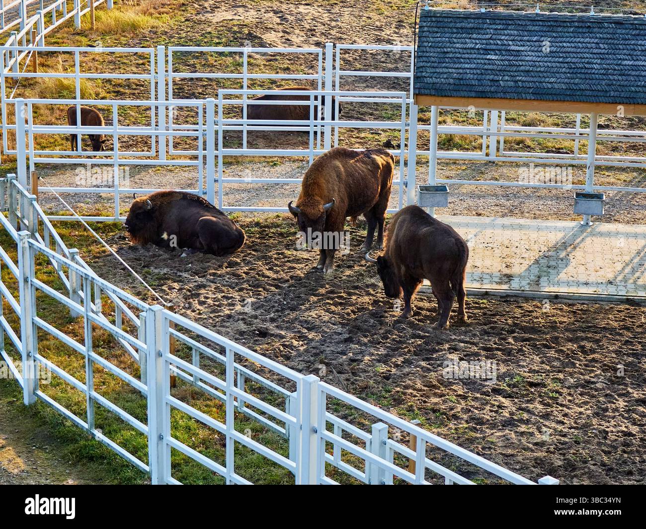 European Bison (Wisent) in contenitore Foto Stock European Bison (Wisent) in contenitore Foto Stock