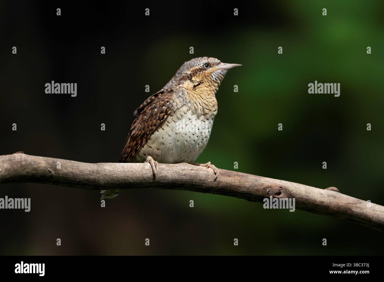 Girocollo eurasiatico, Torquilla Jynx Foto Stock