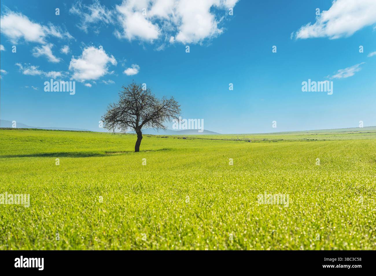 Vista panoramica di un grande albero solitario sul prato verde su sfondo blu del cielo Foto Stock