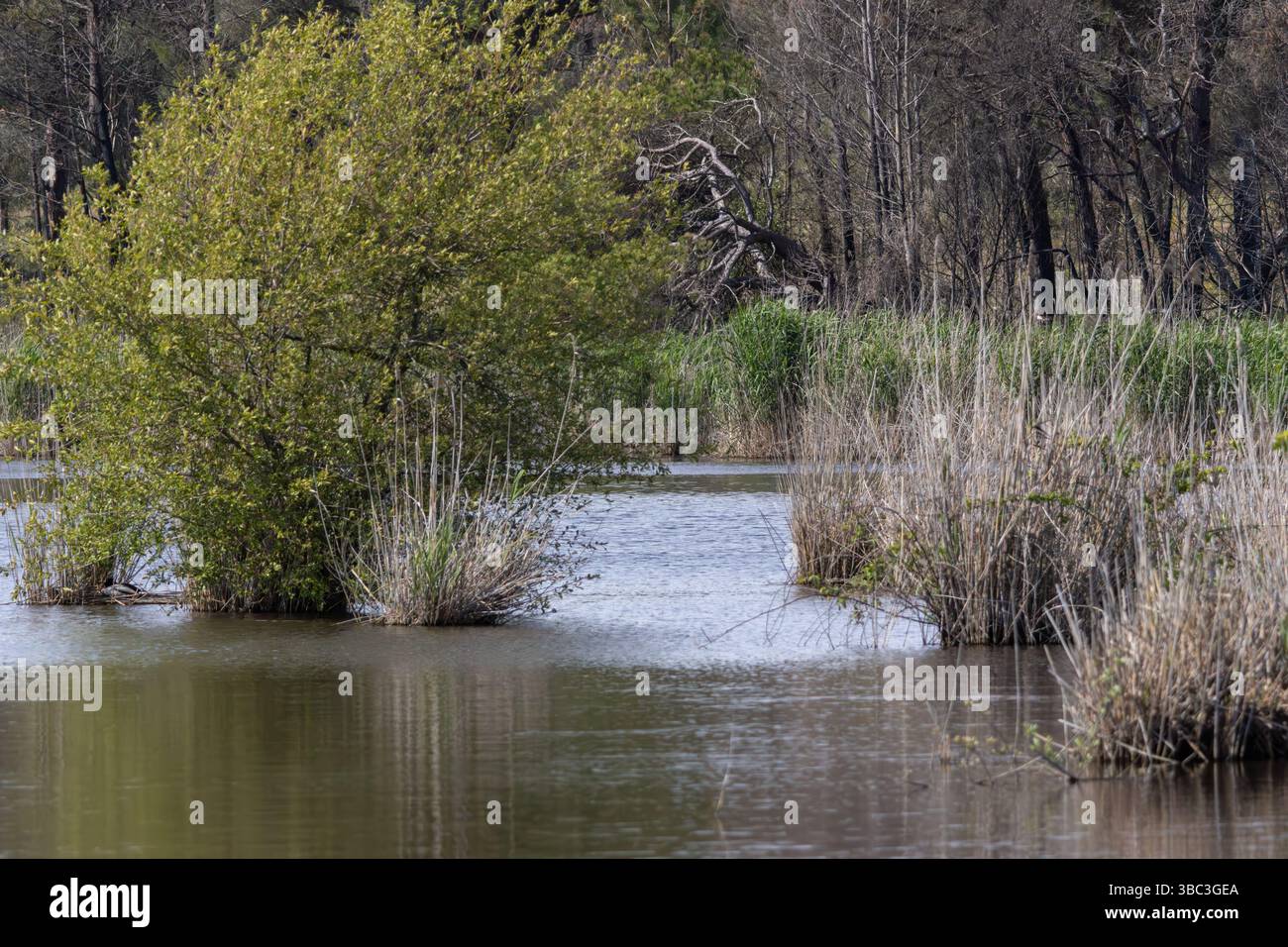 Vegetazione ripariale che cresce nello spazio interpretativo lagoa pequena, un'area naturale protetta a sesimbra, portogallo Foto Stock