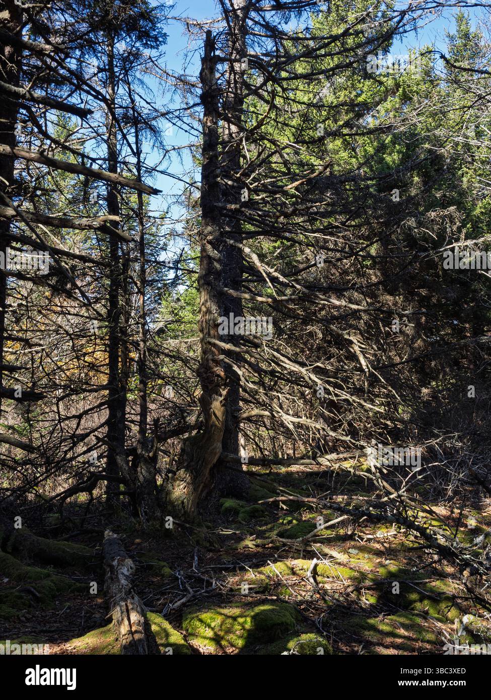 La luce del sole filtra attraverso rami spessi, illuminando il terreno muschiato in una mistica scena forestale nella Virginia Occidentale. Foto Stock