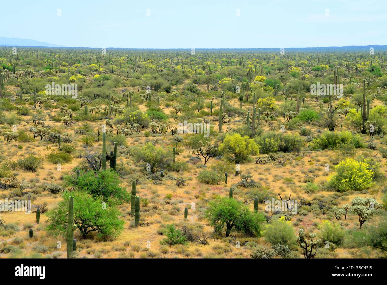 Ampio paesaggio deserto di Sonora dopo la pioggia nell'Arizona centrale USA in una mattina di primavera Foto Stock