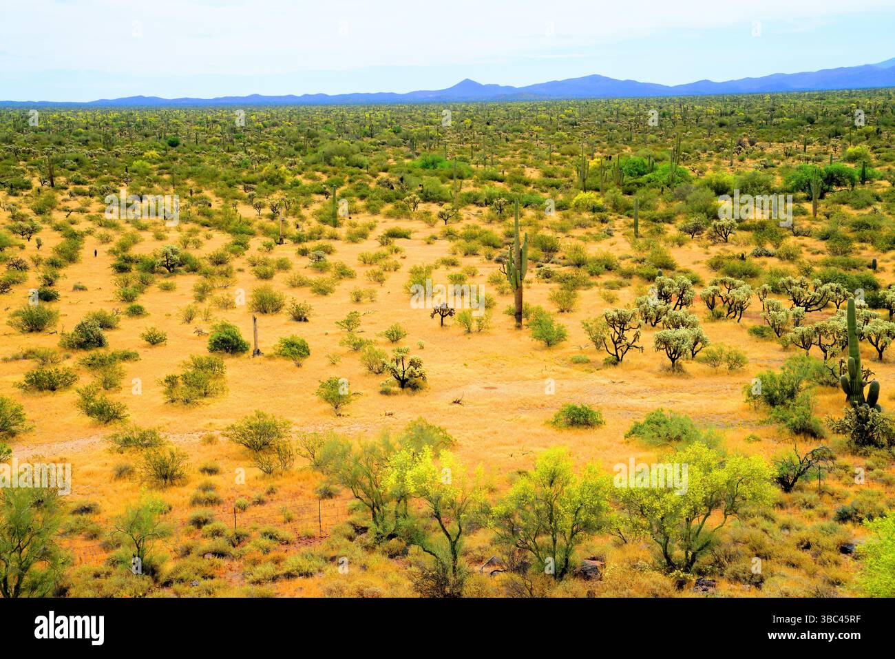 Ampio paesaggio deserto di Sonora dopo la pioggia nell'Arizona centrale USA in una mattina di primavera Foto Stock