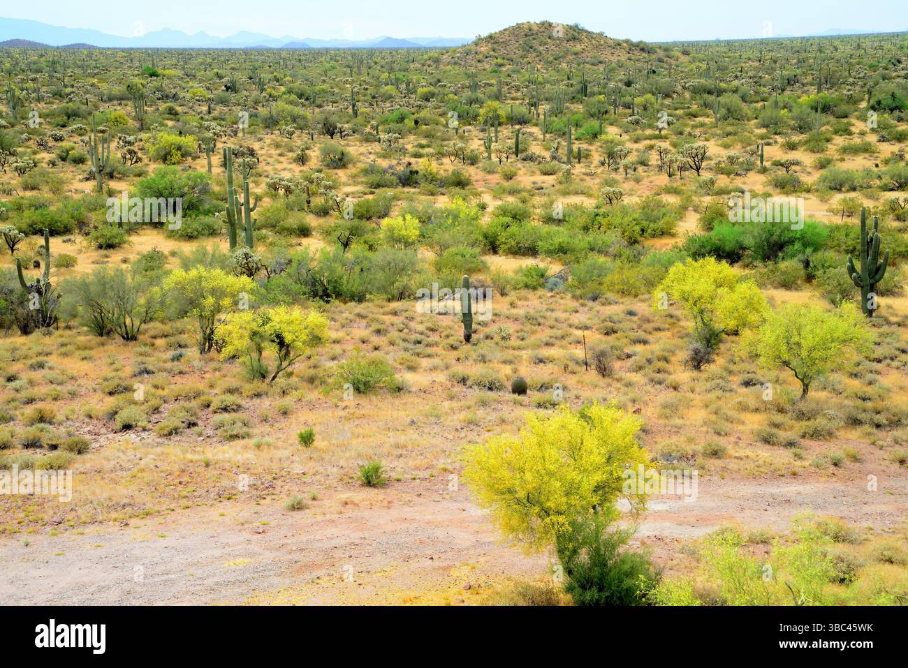 Ampio paesaggio deserto di Sonora dopo la pioggia nell'Arizona centrale USA in una mattina di primavera Foto Stock