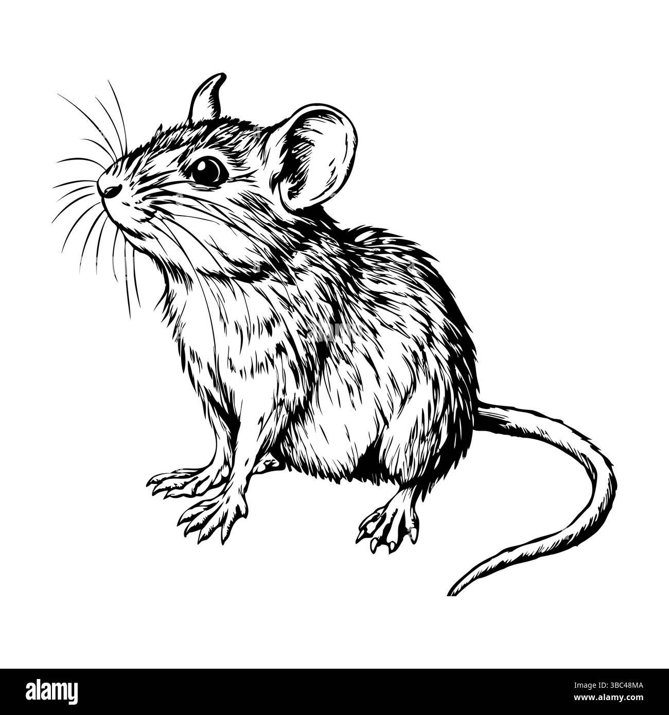 Mouse in piedi sulle gambe posteriori con la testa sollevata disegnata nella penna Illustrazione Vettoriale