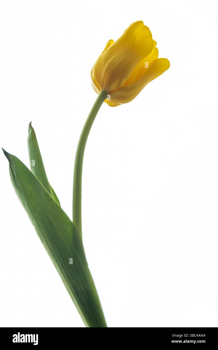 Primo piano di tulipani gialli su sfondo bianco. Petali delicati e foglie verdi evocano primavera, freschezza e gioia. Foto Stock