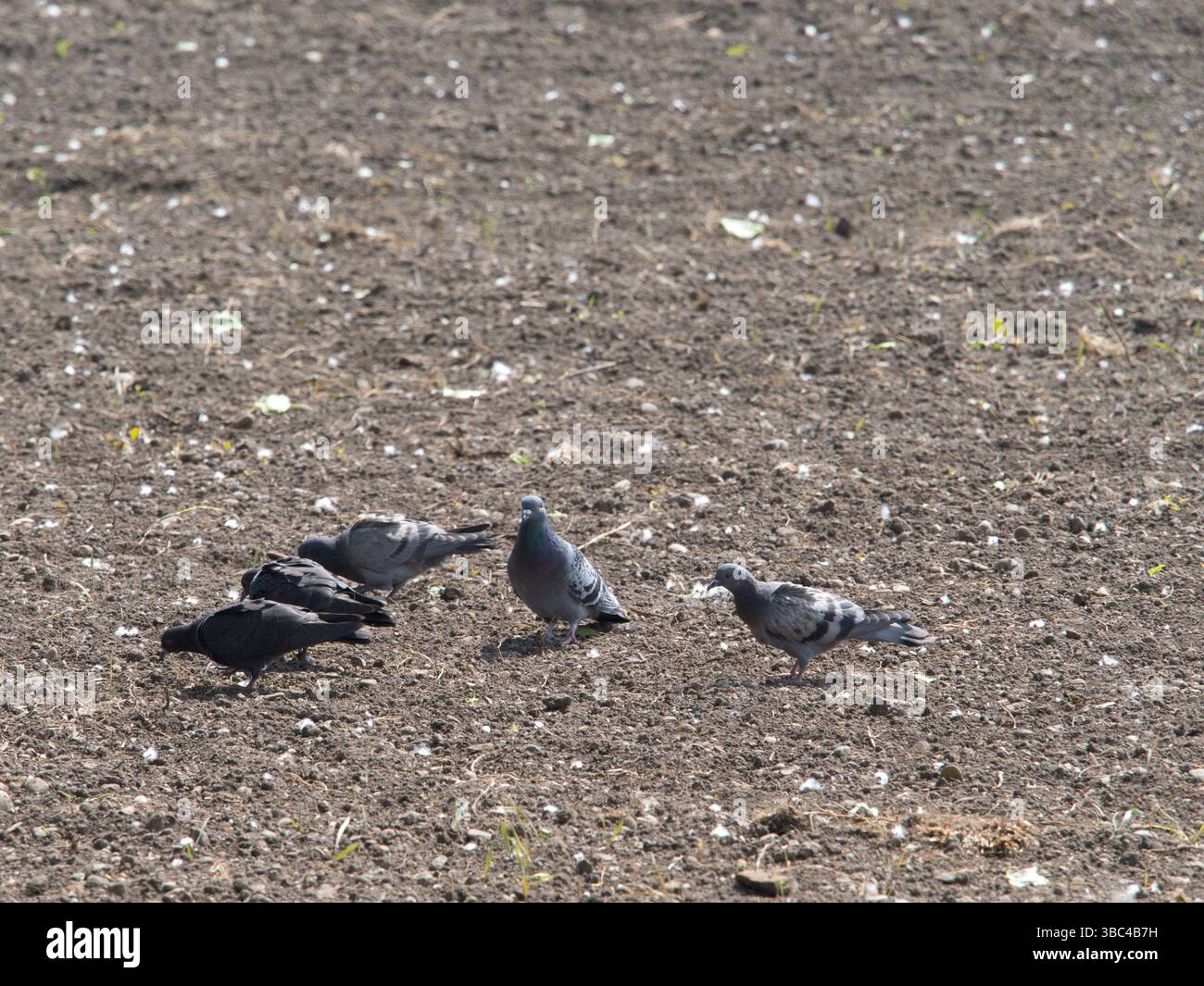 Piccioni selvatici che si forgiano in un campo arato – avifauna rurale in Baviera Foto Stock