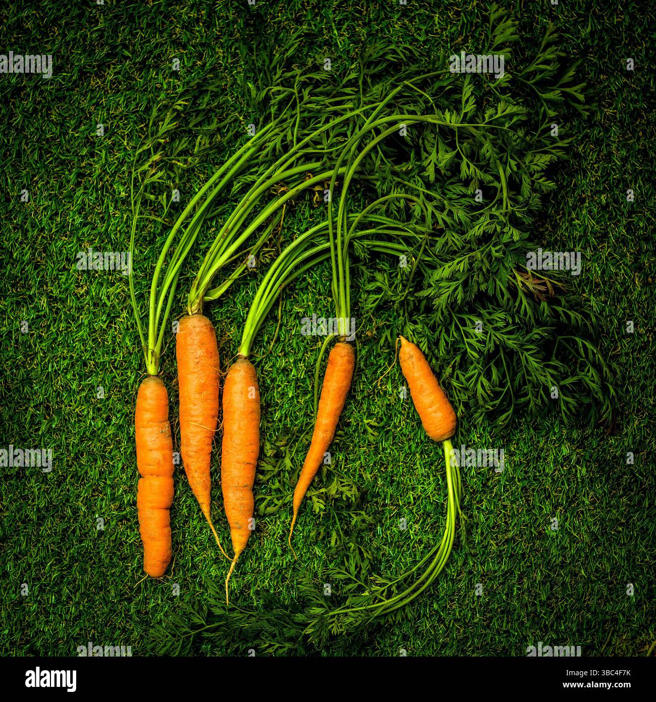 Le vivaci carote arancioni con rigogliose sommità verdi si trovano su uno sfondo verde brillante, evidenziandone la freschezza e il fascino naturale. Foto Stock