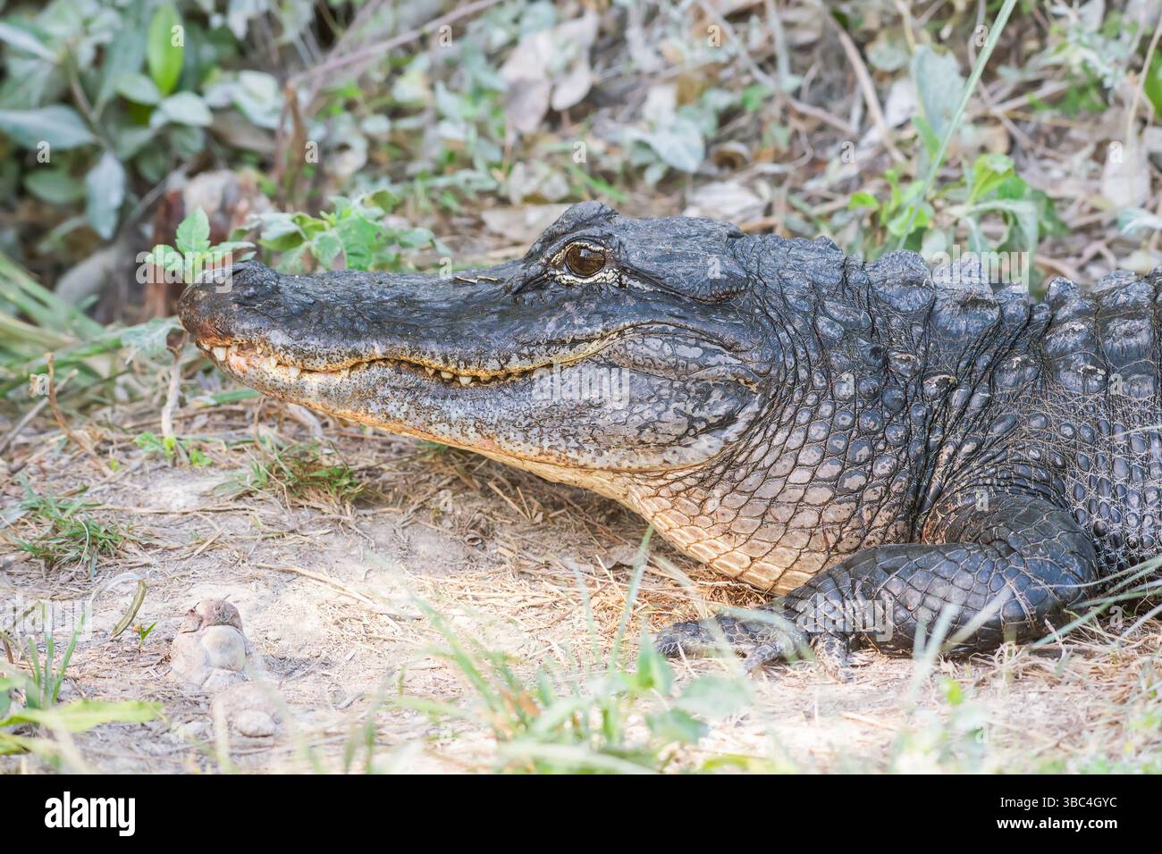 Alligatore americano sorridente (Alligator missippiensis). Big Cypress National Preserve. Florida. STATI UNITI Foto Stock
