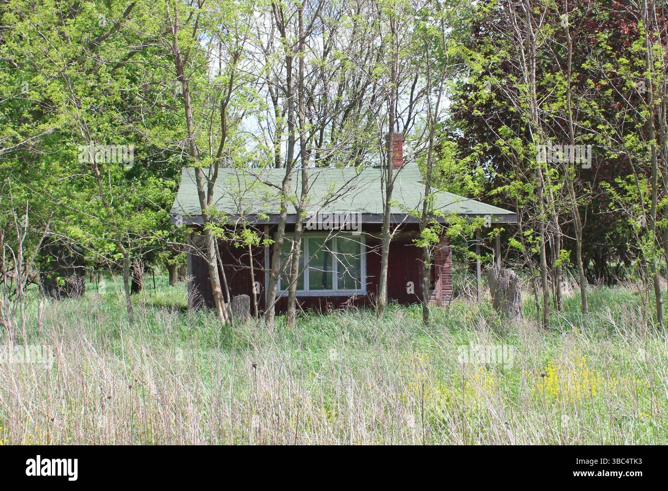 Casetta abbandonata circondata da alberelli Foto Stock