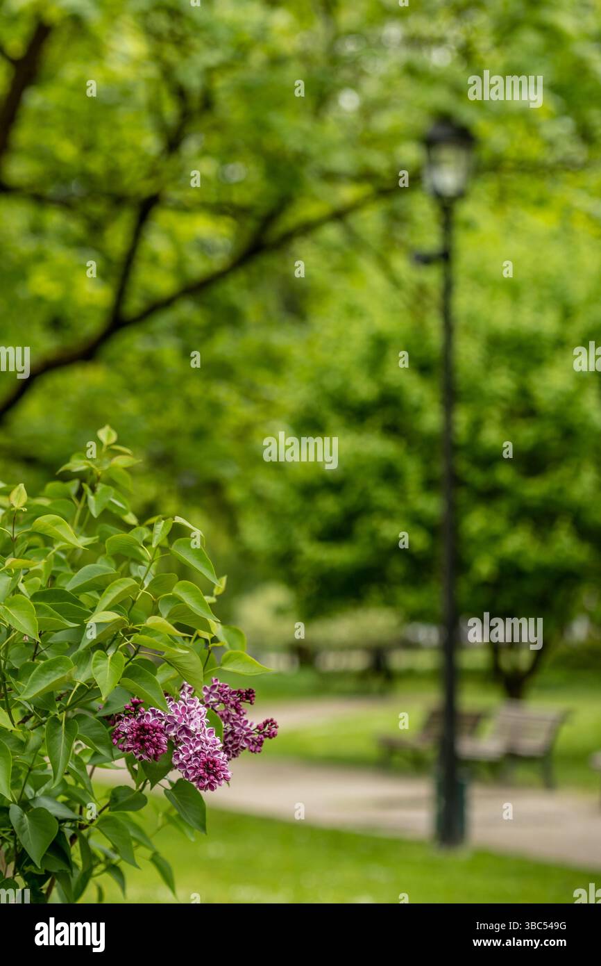 Fiore di lilla su una pianta in un parco cittadino, con lampione stradale e panchine sullo sfondo in primavera, verticale Foto Stock